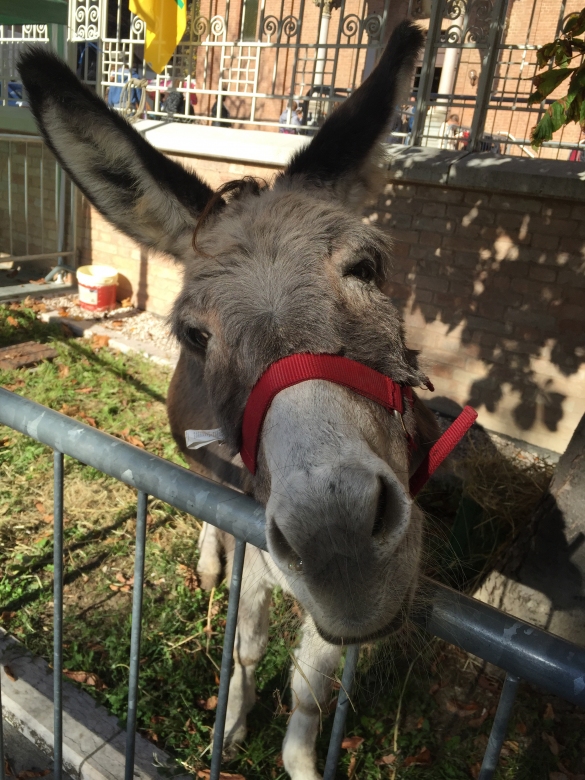 Festa del Ringraziamento: 