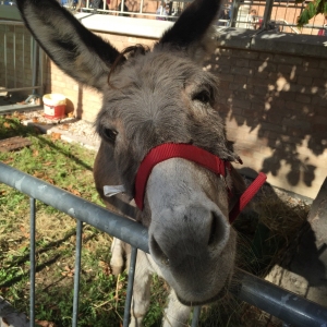 Festa del Ringraziamento
