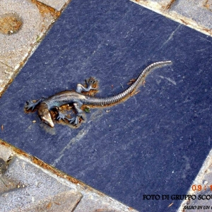 Piazza Lorenzo Berzieri: Particolare della pavimentazione. Al centro del poetario artistico, una salamandra in bronzo simbolo della Città