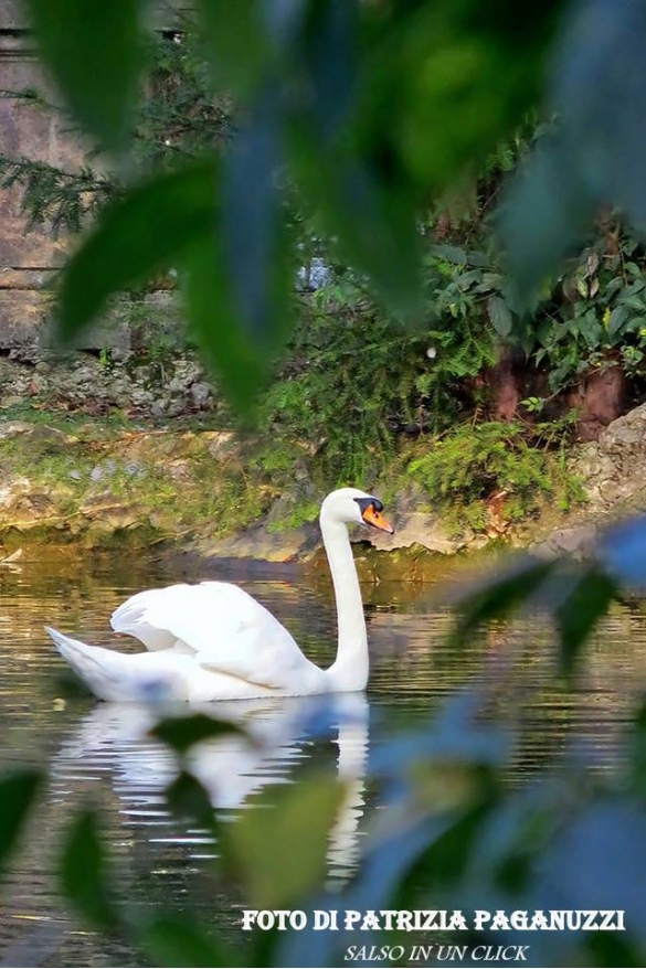 Parco Mazzini: Il cigno
