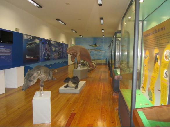 Museo  Paleontologico: Sala 2, l'allestimento museale