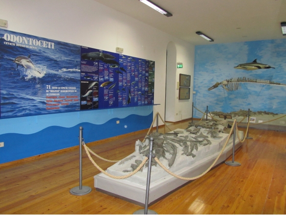 Museo Paleontologico: Sala 2, l'olotipo (unico esemplare al mondo) di Plesiobalaenoptera quarantellii (Bisconti 2010)
