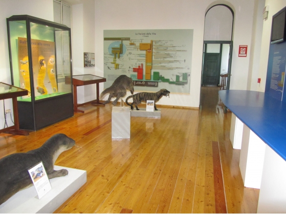 Museo Paleontologico: Sala 2, le riproduzioni di mammiferi
