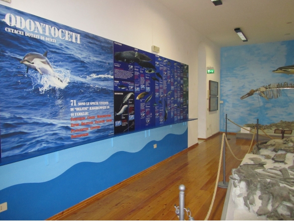 Museo  Paleontologico: Sala 2, 