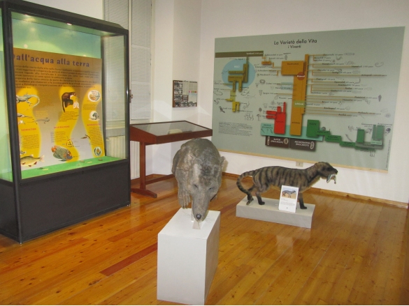 Museo Paeontologico: Sala 2, le riproduzioni di Mesonyz e Pakicetus