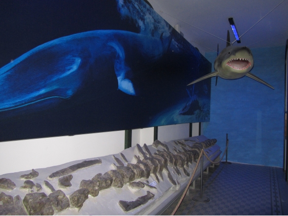 Museo Paleontologico: Sala tematica 3, 