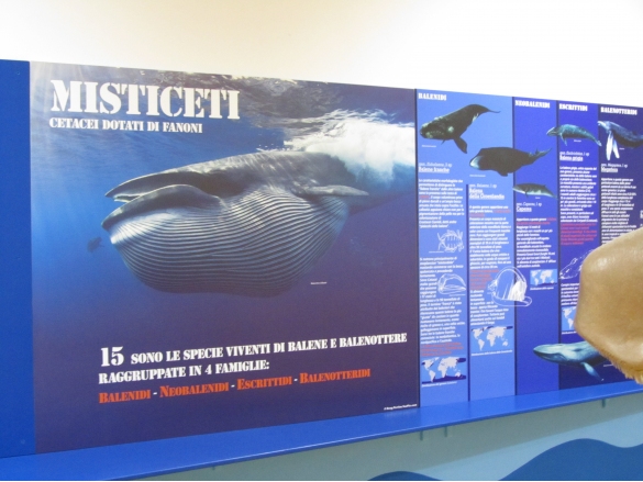 Museo Paleontologico: Sala 2, 