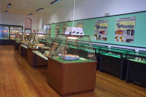Museo Paleontologico: Sala 1, esposizione tematica con i processi di erosione e di fossilizzazione 