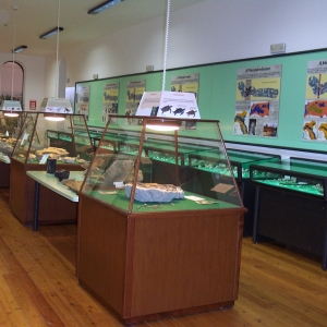 9__salsomaggiore_(pr),_museo_paleontologico