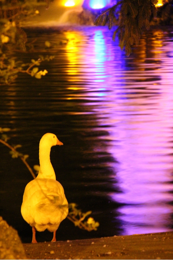 Parco Mazzini: Il cigno