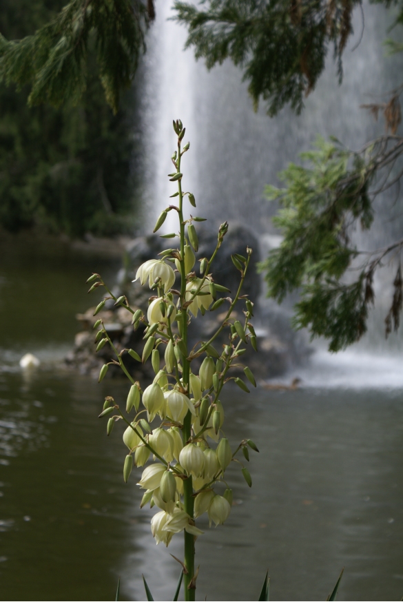 Parco Mazzini: Una infiorescenza