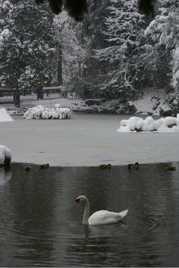 Parco Mazzini: Il laghetto d'inverno