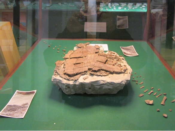 Museo Paleontologico : Fossile di tartaruga marina, Trachyaspis lardyi Meyer, 1843 (Testudines, Cheloniidae) - ricercatori Andrea Villa e Gianluca Raineri
