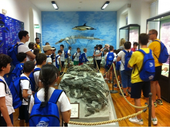 Museo Paleontologico : Visita didattica al museo