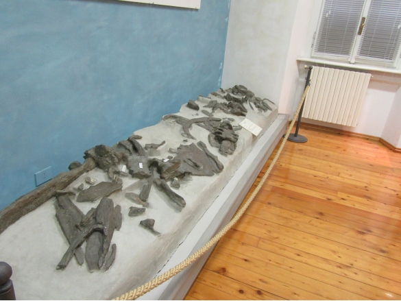Museo Paleontologico : Sala 1, la balenottera 