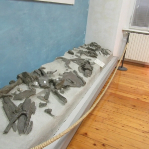 fossile_di_cetaeo