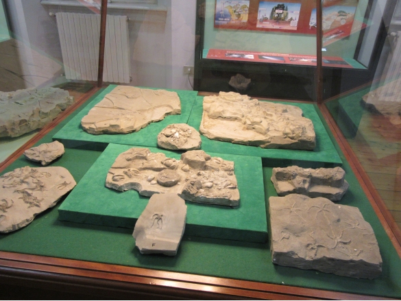 Museo Paleontologico : Sala 1, reperti fossili in esposizione