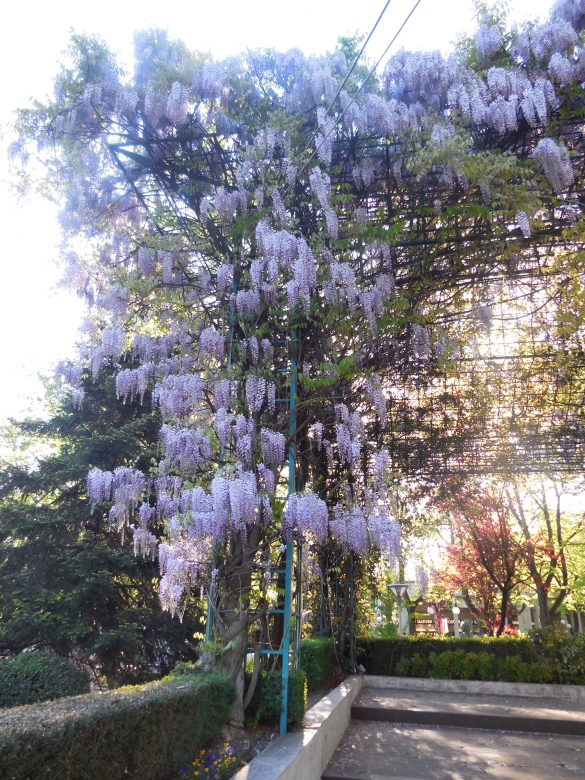 Salsomaggiore Terme: Il gazebo in fiore