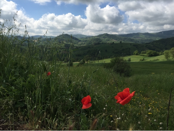 Passeggiata in collina: Le dolci colline salsesi 