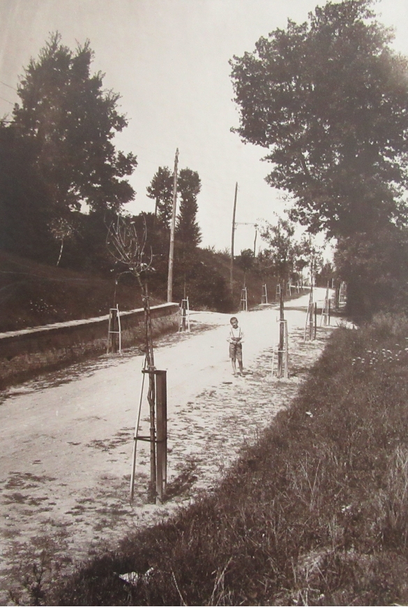 Servizi Pubblici Comunali - Collezione Biblioteca Comunale G. D. Romagnosi: 1923 circa, viale delle Rimembranze. Gli alberi furono piantati a memoria di ogni caduto della Prima Guerra Mondiale (Album Municipio di Salsomaggiore, le provvidenze del Comune in ordine di servizi pubblici)