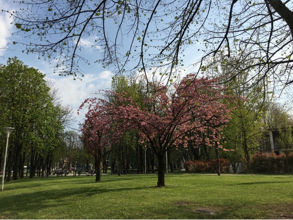 Parco Corazza: Fioritura primaverile