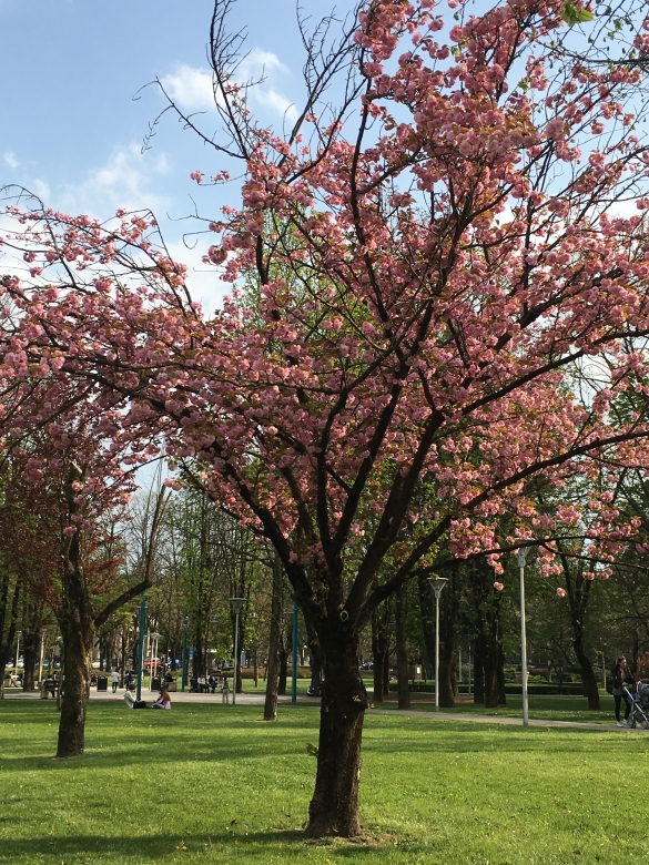 Parco Corazza: Fioritura primaverile