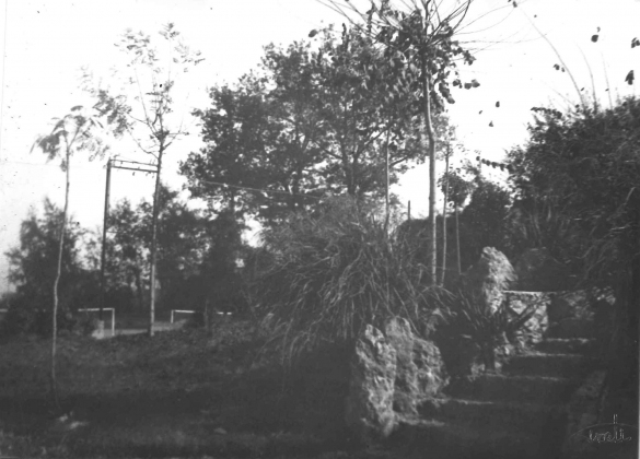 Parco Mazzini - Collezione Biblioteca Comunale G. D. Romagnosi: 1943 circa - Scorcio delle nuove alberature piantate nel parco