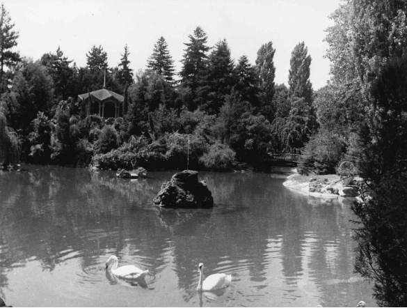 Laghetto Parco Mazzini - Collezione Biblioteca Comunale G. D. Romagnosi: 1955 circa - Veduta del laghetto con i due cigni reali
