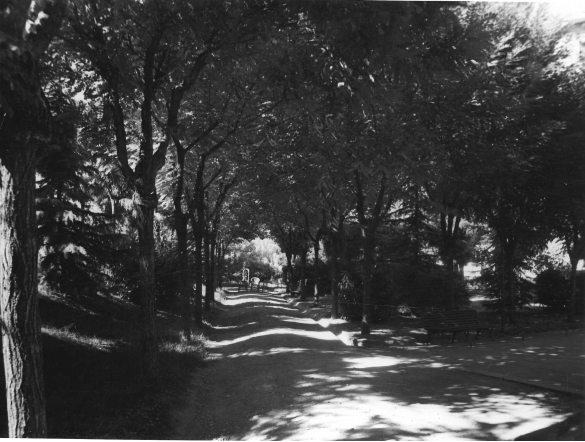 Parco Mazzini - Collezione Biblioteca Comunale G. D. Romagnosi: 1950 circa - Un viale del parco