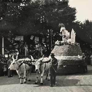 1951 Corso di Fiori - Collezione BIblioteca G.D.Romagnosi