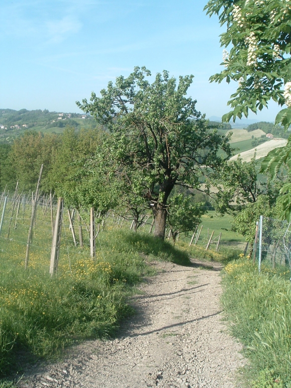PRODOTTI DECO - Composta Extra di Pere Colar: Pianta di pero Colar, da cui l'azienda Colle Rio Stirpi di Scipione, produce la Composta Extra di Pere Colar (alimento DECO)