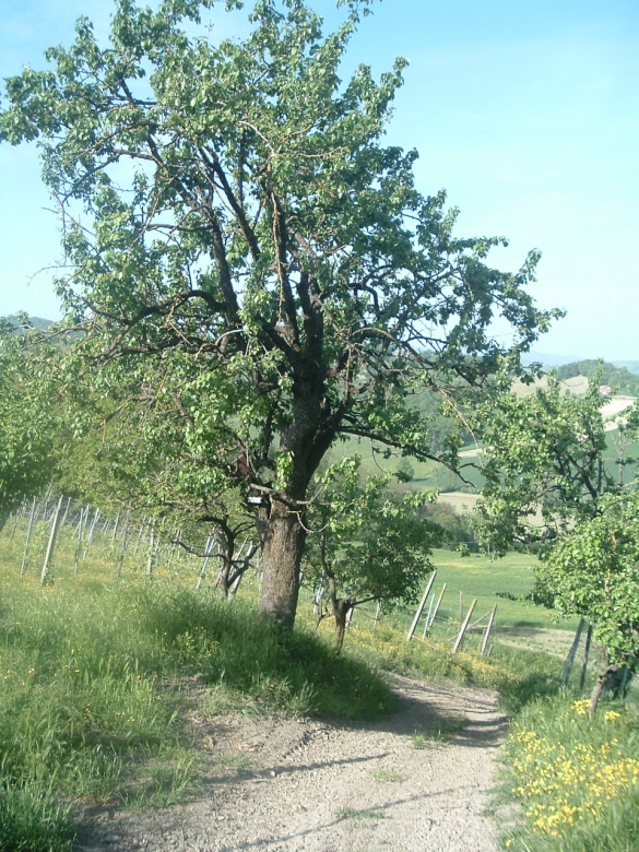 Prodotti DECO - Composta Extra di Pere Colar: Pianta di pero Colar da cui l'azienda Colle Rio Stirpi di Scipione  produce la Composta Extra di Pere Colar (alimento DECO)	