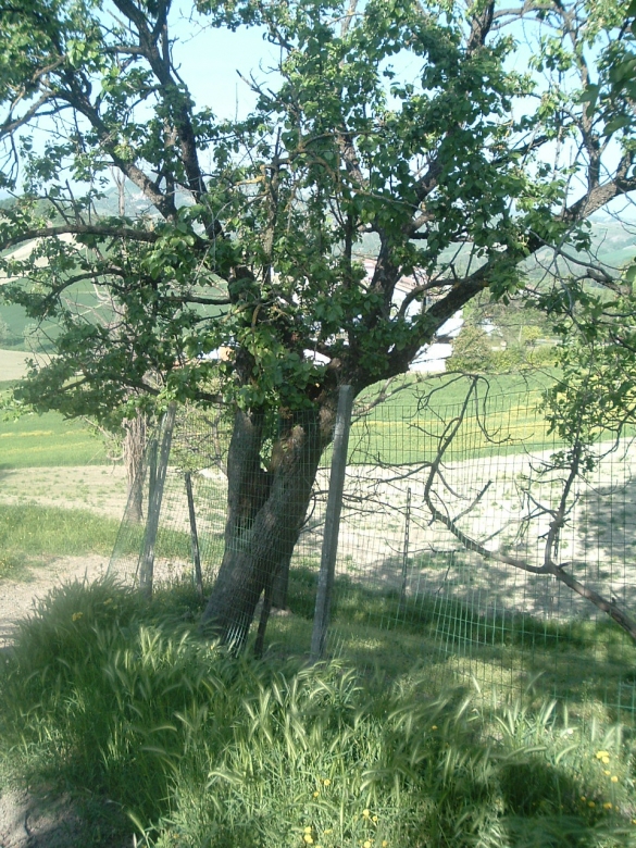 Prodotti DECO - Composta Extra di Pere Colar: Pianta di pero Colar, da cui, l'azienda Colle Rio Stirpi di Scipione, profuce la Composta Extra di Pere Colar (alimento DECO)	