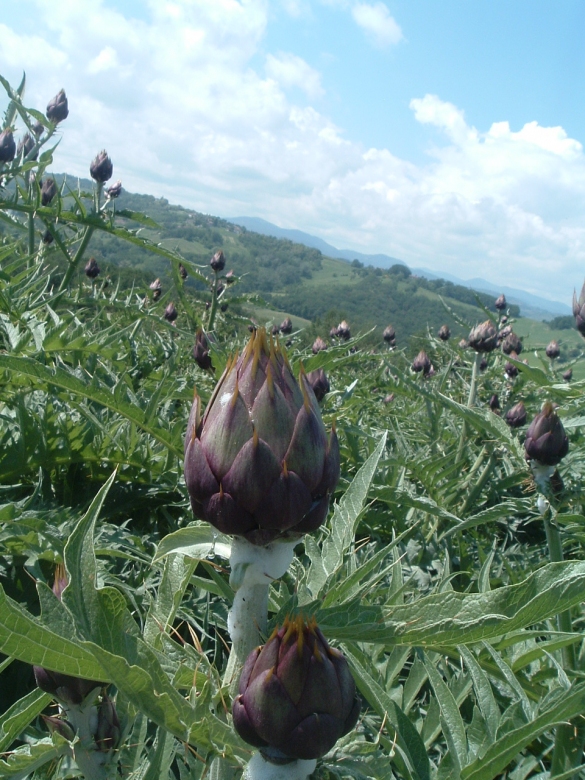 PRODOTTI DECO - CARCIOFI AUTOCTONI: Piante dell'antica varietà di carciofi autoctoni, da cui l'azienda Colle Rio Stirpi di Scipione, produce i Carciofi sott'olio (alimento DECO) 