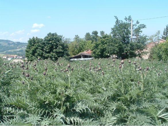 PRODOTTI DECO - CARCIOFI AUTOCTONI: Piante dell'antica varietà di carciofi autoctoni, da cui l'azienda Colle Rio Stirpi di Scipione, produce i Carciofi sott'olio (alimento DECO) 