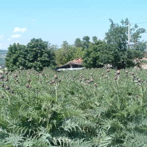 PRODOTTI DECO - CARCIOFI AUTOCTONI
