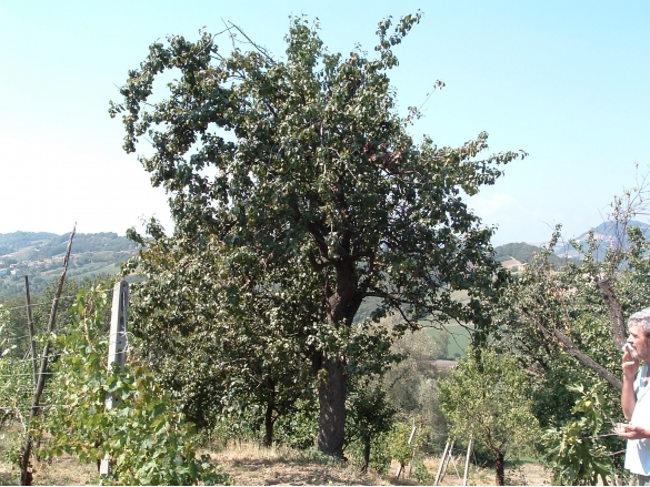 PRODOTTI DECO - Composta Extra di Pere Colar: Pianta di pero Colar, da cui l'azienda Colle Rio Stirpi di Scipione, procuce la Composta Extra di Pere Colar (alimento DECO)	