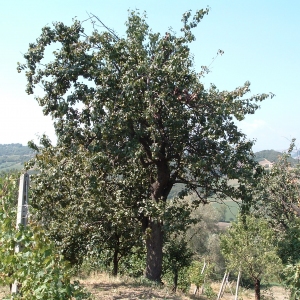 PRODOTTI DECO - Composta Extra di Pere Colar