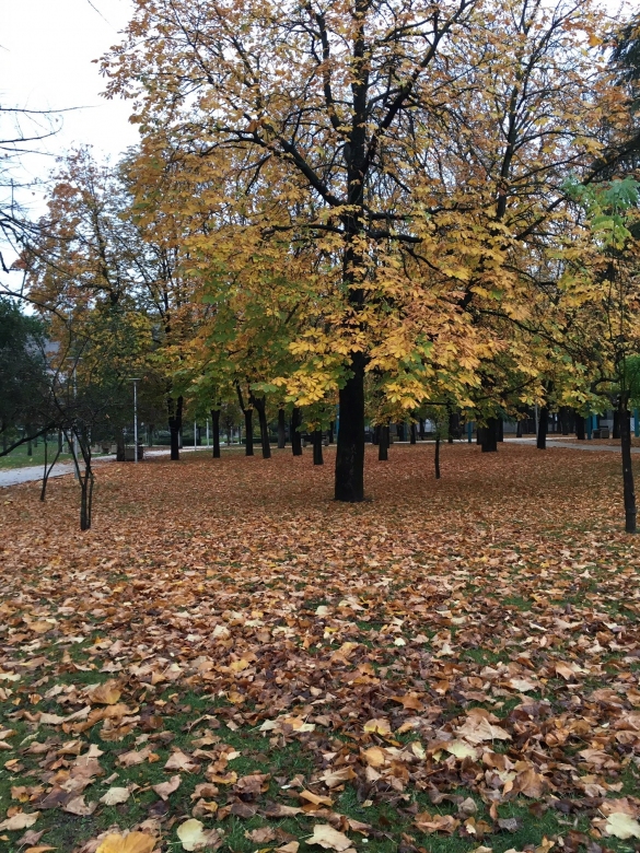 Colori d'Autunno: 