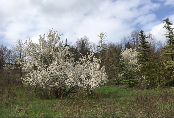 Natura in ...quadro: 