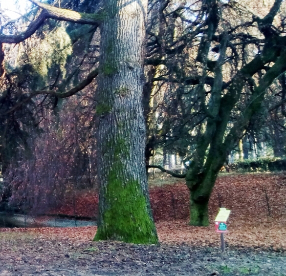 Parco Mazzini: Inverno