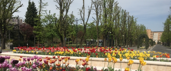 Primavera in Fiore: La forza della natura ... 