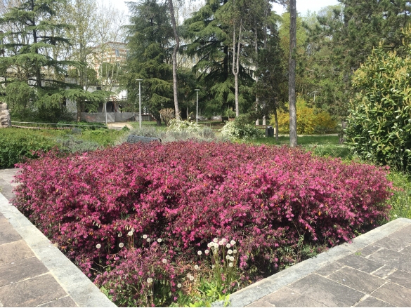 Primavera in Fiore: La forza della natura ... 