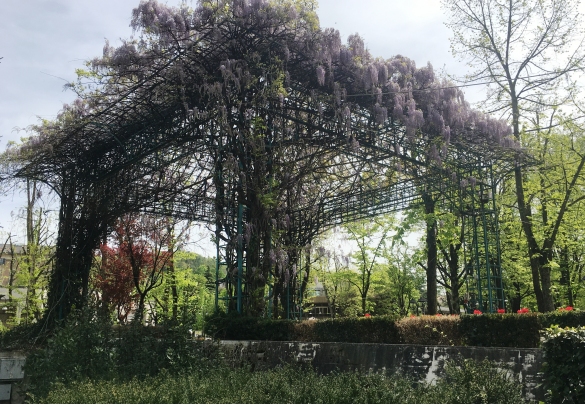 Primavera in Fiore: La forza della natura ... 