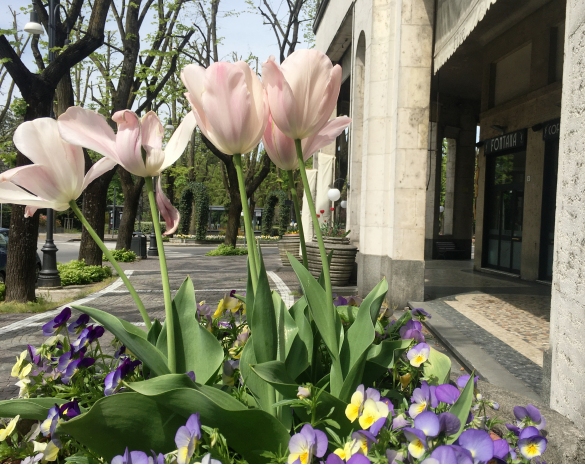Primavera in Fiore: La forza della natura ... 