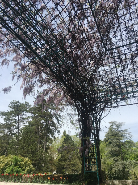 Primavera in Fiore: La forza della natura ... 