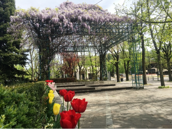 Primavera in Fiore: La forza della natura ... 