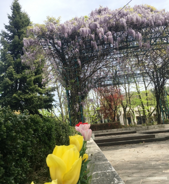 Primavera in Fiore: La forza della natura ... 