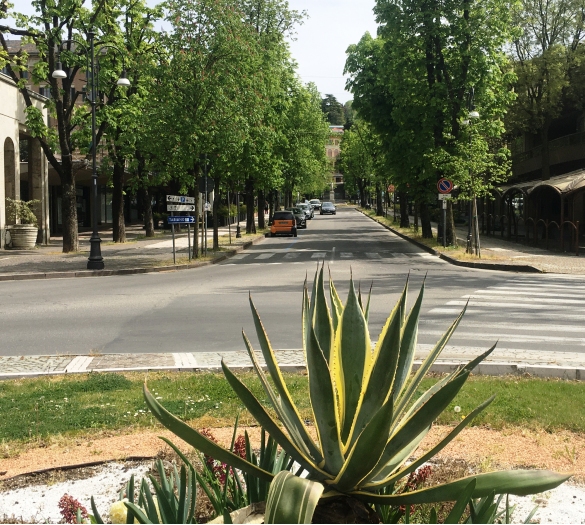 Primavera in Fiore: La forza della natura ... 