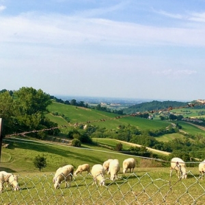 Le colline di Cangelasio